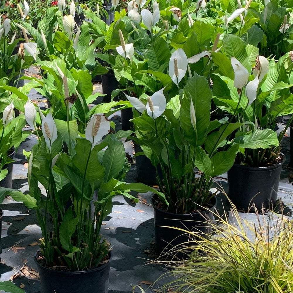 Spathiphyllum Peace Lily Plant (White Flowers) in 10 in. (3 Gal.) Grower Pot