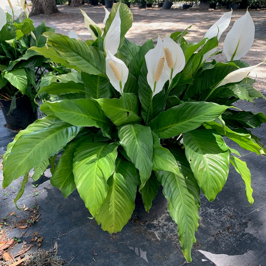 Spathiphyllum Peace Lily Plant (White Flowers) in 10 in. (3 Gal.) Grower Pot