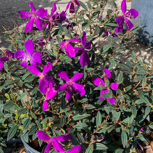 Tibouchina Dwarf Princess Flower Plant (Purple Flowers) in 10 in. (3 Gal.) Grower Pot