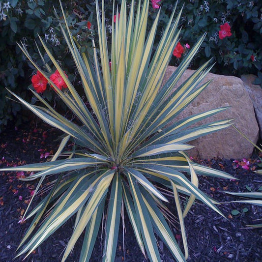 Yucca Color Guard Shrub (Creamy White Flowers) in 10 in. (3 Gal.) Grower Pot