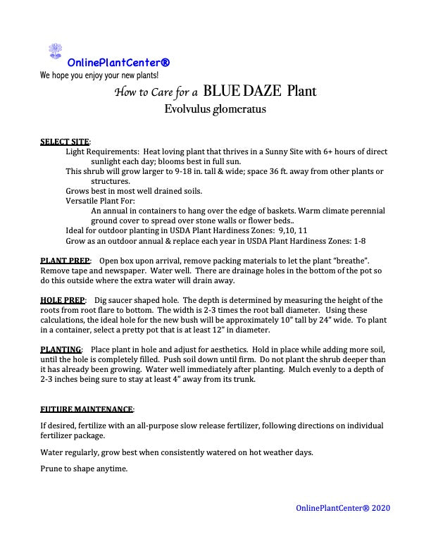 Evolvulus Blue Daze Plant (Blue Flowers) in a 10-in.(3 Gal.) Grower Pot
