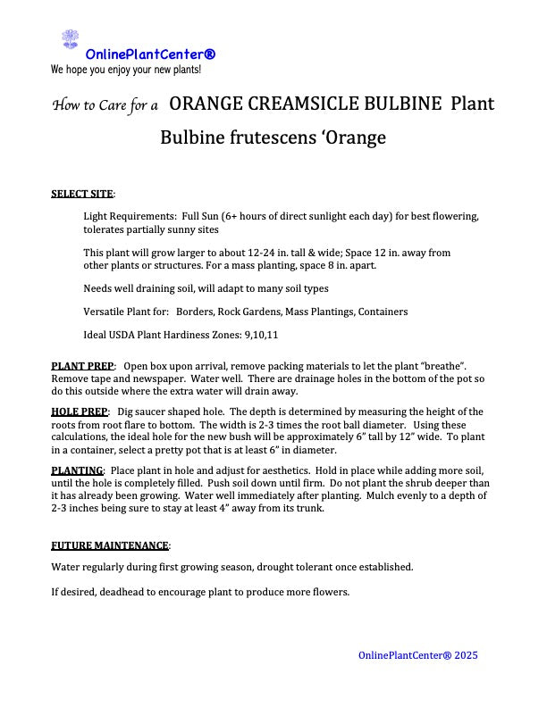 Bulbine Orange Creamsicle Bulbine Perennial Plant (Orange Flowers) in a 6 in. (1 gal.) Grower Pot