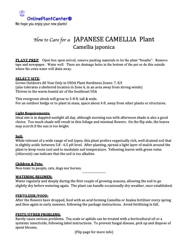 Camellia Japanese High Fragrance Flowering Shrub (Soft Pink Scented Flowers) in a 10 in. (3 Gal.) Grower Pot