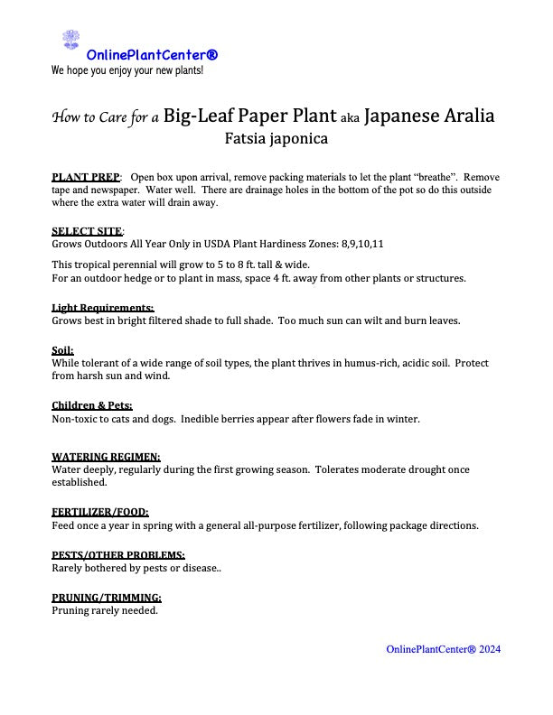 Aralia Japanese Shrub (aka Big Leaf Paper Plant) in a 10 in. (3 Gal.) Grower Pot