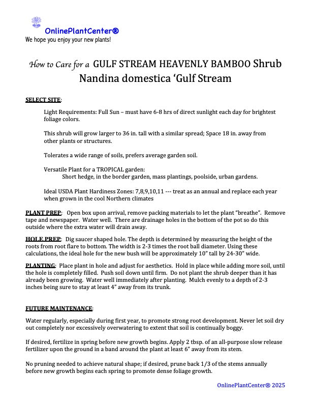 Nandina Gulf Stream Compact Heavenly Bamboo Flowering Shrub (White Flowers) in 10 in. (3 Gal.) Grower Pot