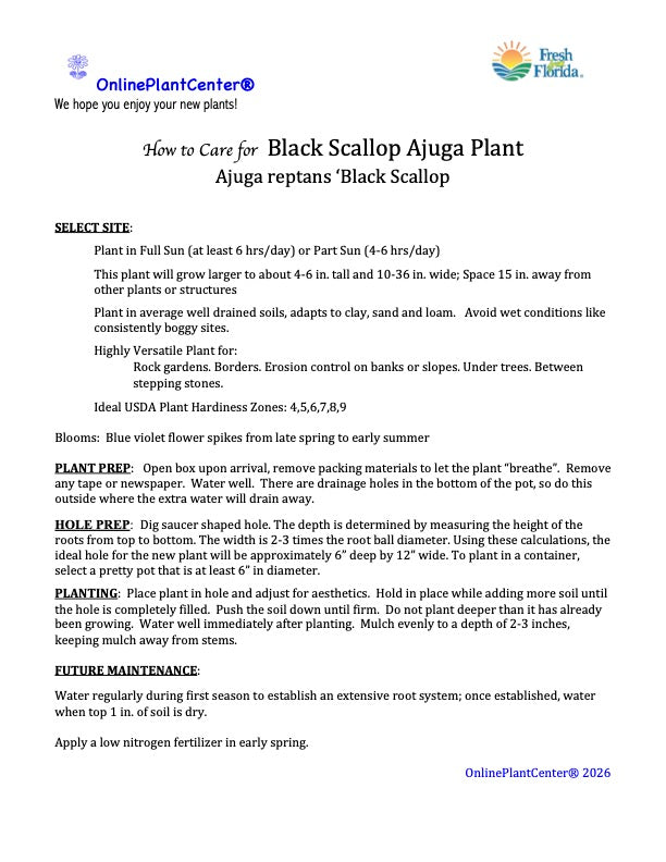 Ajuga Black Scallop Carpet Bugleweed Perennial Plant (Deep Blue Flowers) in a 6 in. (1 gal.) Grower Pot