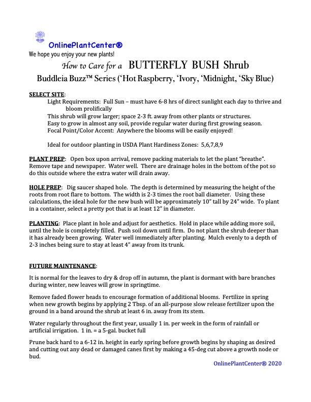Buddleia Butterfly Bush Buzz Sky Blue Flowering Shrub (Lavender Blue Flowers) in 10 in. (3 Gal.) Grower Pot