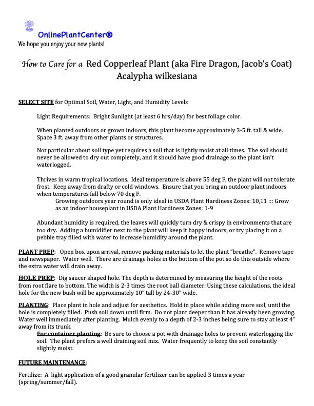 Acalypha Red Copper Shrub (aka Fire Dragon, Jacob's Coat) in a 10 in. (3 Gal.) Grower Pot