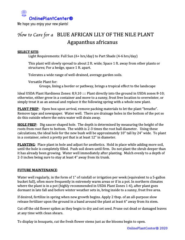 Agapanthus Blue Lily Of The Nile African Shrub (Blue Flowers) in a 10 in. (3 Gal.) Grower Pot