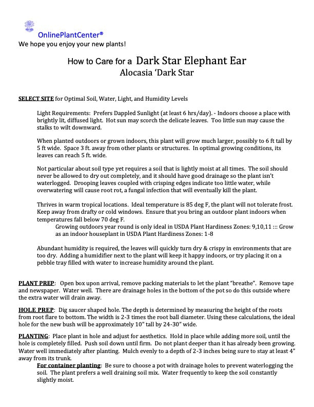 Alocasia Dark Star Elephant Ear Plant in 10 in. (3 Gal.) Nursery Pot