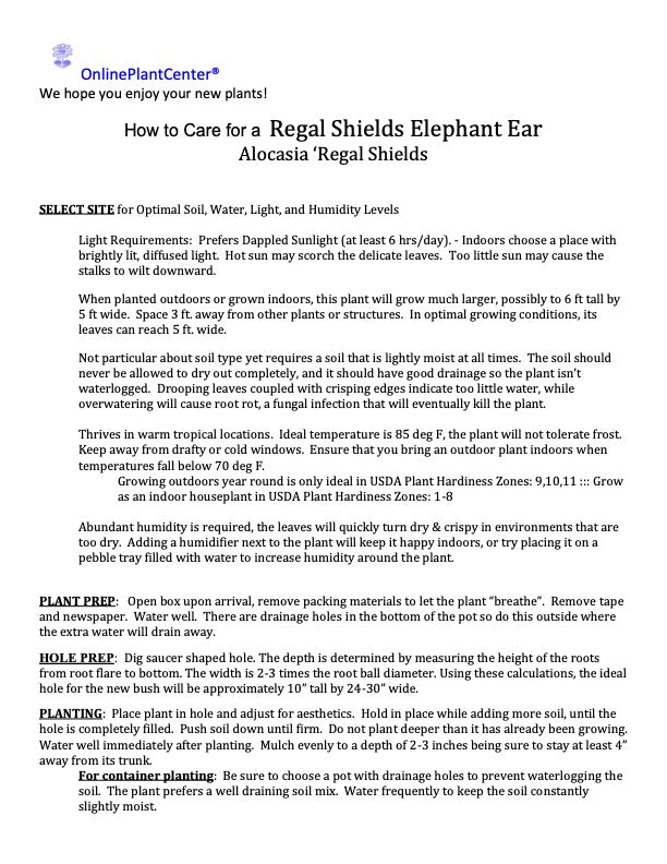 Alocasia Regal Shields Elephant Ear Plant in 10 in. (3 Gal.) Grower Pot