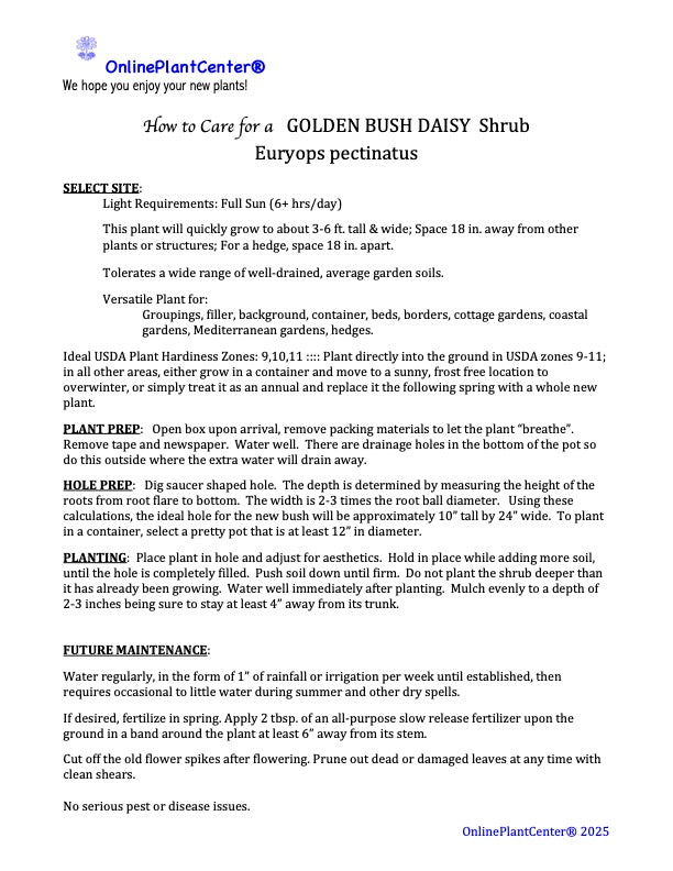 Euryops Golden Bush Daisy Perennial Plant (Yellow Flowers) in a 6 in. (3 gal.) Grower Pot