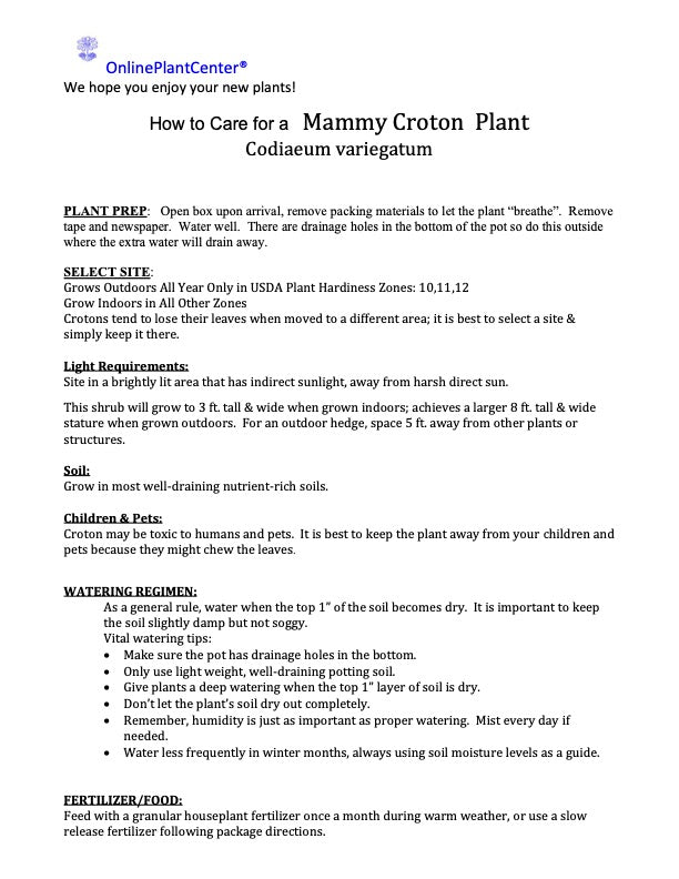 Croton Mammy Plant in 10 in. (3 Gal.) Grower Pot