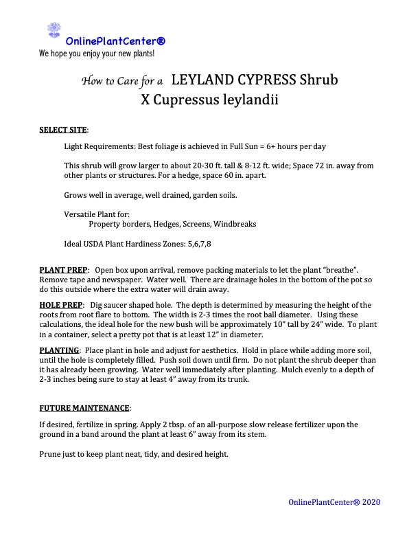 Cupressocyparis Leyland Cypress Shrub in a 10 in. (3 Gal.) Grower Pot