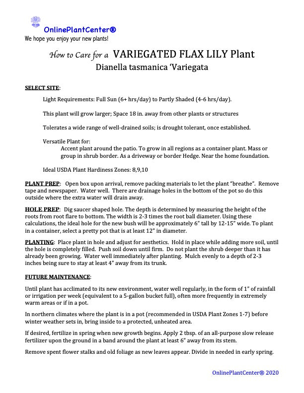 Dianella Flax Lily Plant in a 6 in. (1 Gal.) Grower Pot