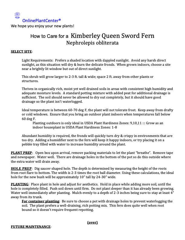 Fern Kimberley Queen Fern Plant (Nephrolepis) in 10 in. (3 Gal.) Grower Pot