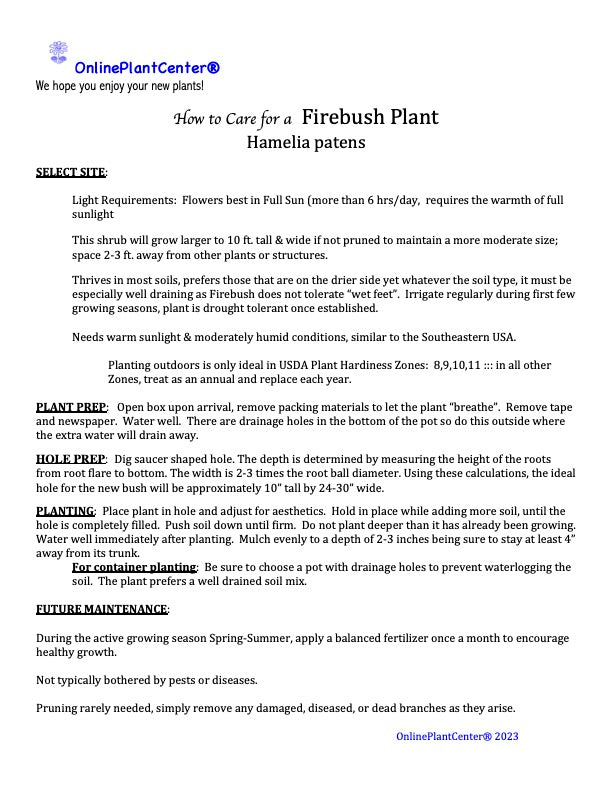 Hamelia Firebush Scarlet Bush Flowering Shrub (Orange Red Flowers) in 10 in. (3 Gal.) Grower Pot