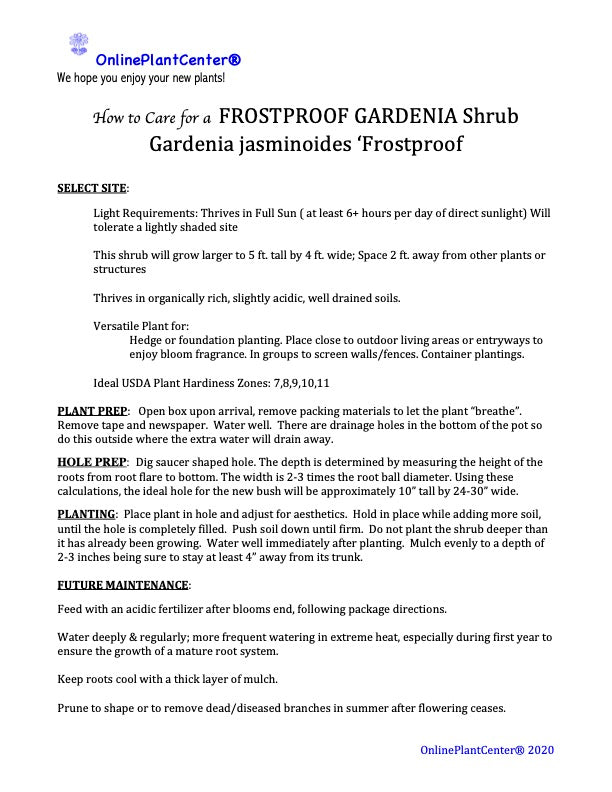 Gardenia Frostproof Flowering Shrub (White Flowers) in 10 in. (3 Gal.) Grower Pot
