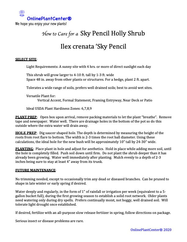 Ilex Sky Pencil Japanese Holly Shrub in a 10 in. (3 Gal.) Grower Pot