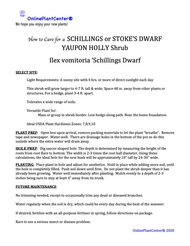 Ilex Yaupon Schillings Dwarf Holly Evergreen Shrub in 10 in. (3 Gal.) Grower Pot