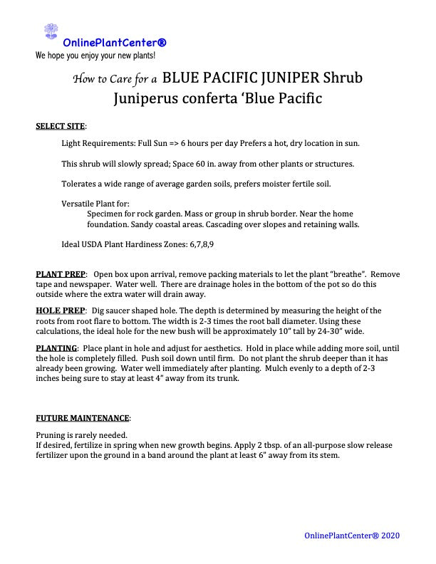 Juniper Blue Pacific Shrub in a 10 in. (3 Gal.) Grower Pot