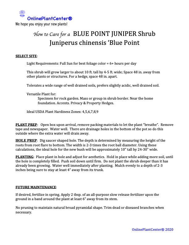 Juniperus Juniper Blue Point Shrub in 10 in. (3 Gal.) Grower Pot
