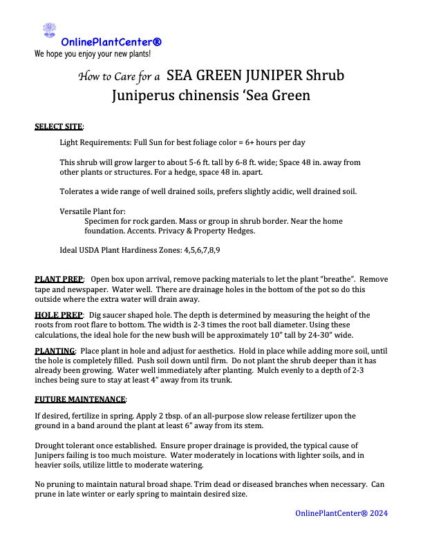 Juniperus Juniper Sea Green Shrub in a 10 in. (3 Gal.) Grower Pot