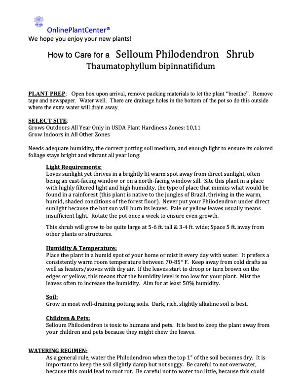 Philodendron Selloum Plant in 10 in. (3 Gal.) Grower Pot