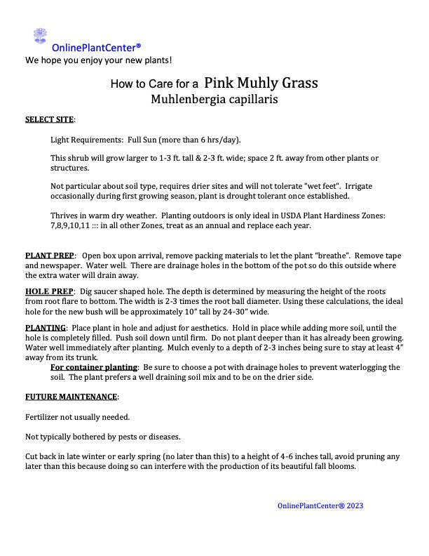 Grass Muhlenbergia Pink Muhly Ornamental Grass in 10 in. (3 Gal.) Grower Pot