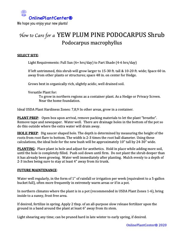 Podocarpus Yew Plum Pine Shrub in a 10 in. (3 Gal.) Grower Pot