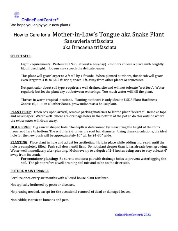 Sansevieria Snake Plant in 10 in. (3 Gal.) Grower Pot