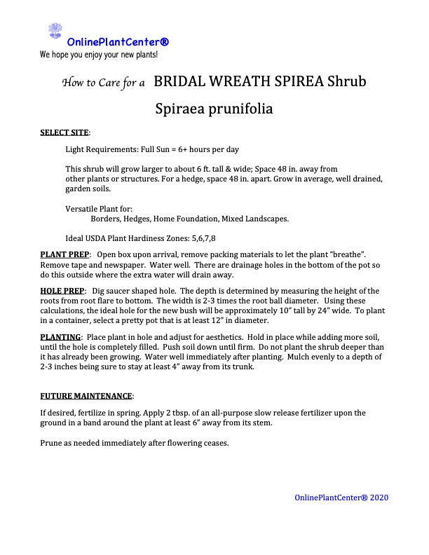 Spirea Bridal Wreath Flowering Shrub (White Flowers) in a 10 in. (3 Gal.) Grower Pot
