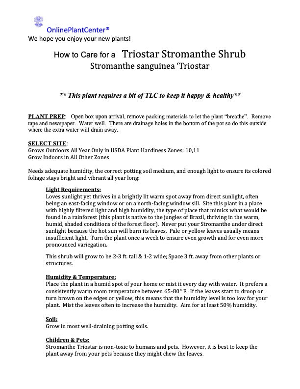 Stromanthe Triostar Plant in 10 in. (3 Gal.) Grower Pot