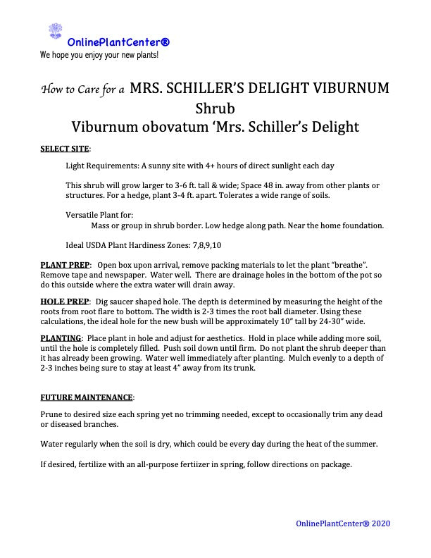 Viburnum Dwarf Mrs. Schiller's Delight Flowering Shrub (White Flowers) in 10 in. (3 Gal.) Grower Pot