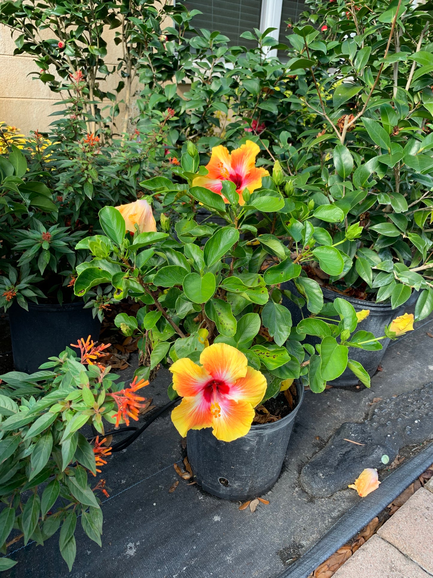 Hibiscus Tropical Fiesta Flowering Shrub (Orange Flower) in 10 in. (3 Gal.) Grower Pot