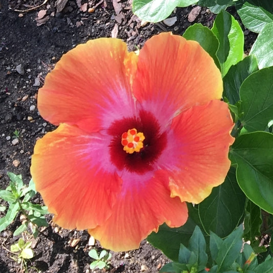 Hibiscus Tropical Fiesta Flowering Shrub (Orange Flower) in 10 in. (3 Gal.) Grower Pot