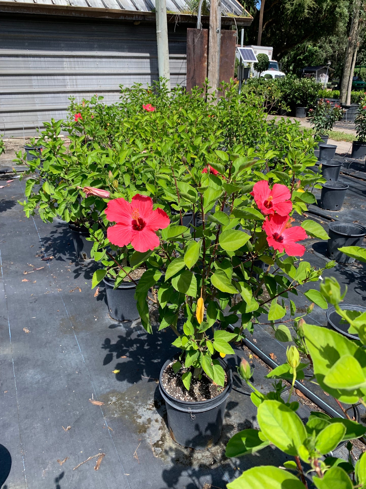 Hibiscus Tropical Painted Lady Flowering Shrub (Rosy Reddish Pink Flowers) in 10 in. (3 Gal.) Grower Pot
