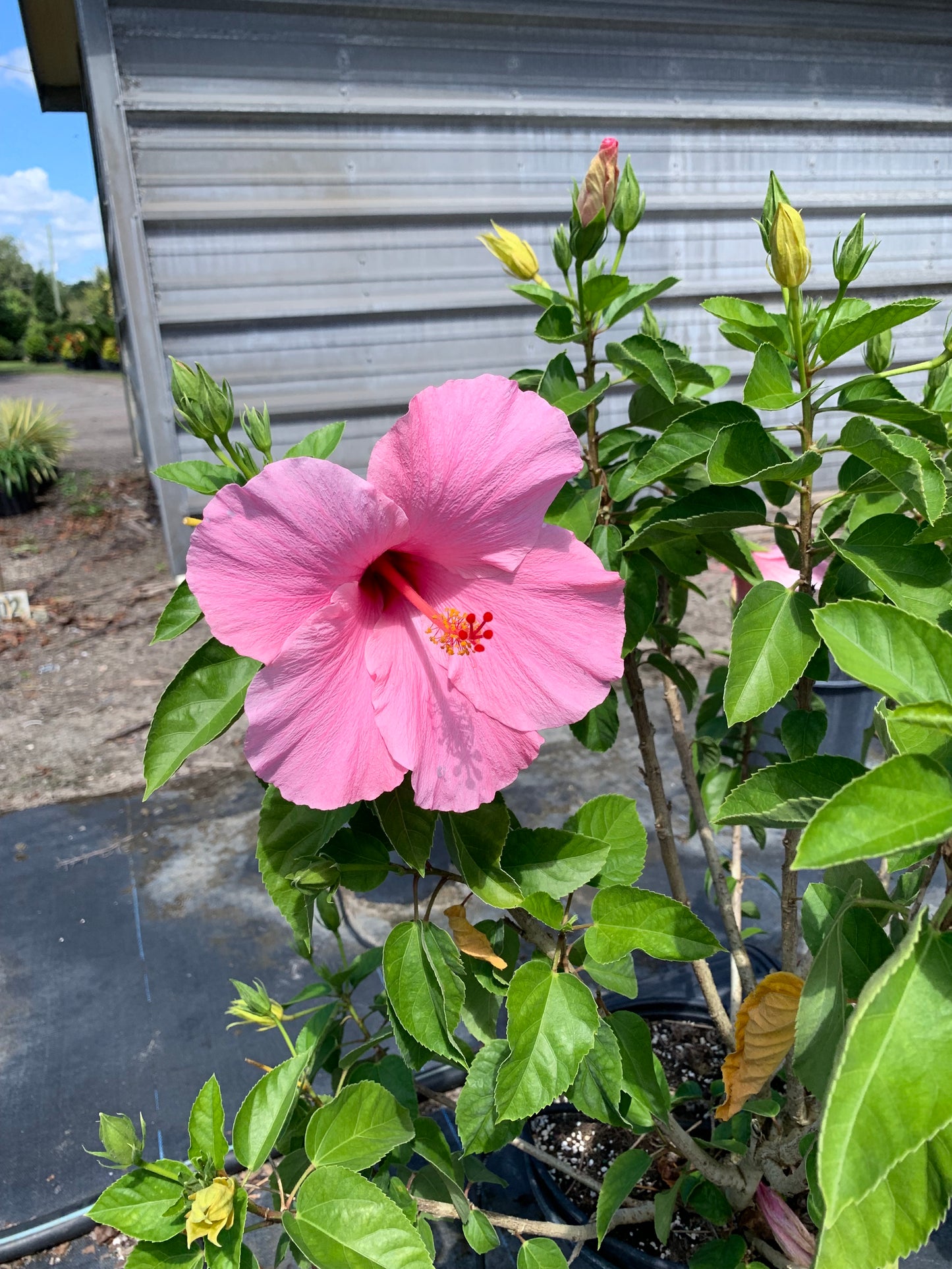 Hibiscus Tropical Seminole Pink Flowering Shrub (Single Pink Flowers) in 10 in. (3 Gal.) Grower Pot
