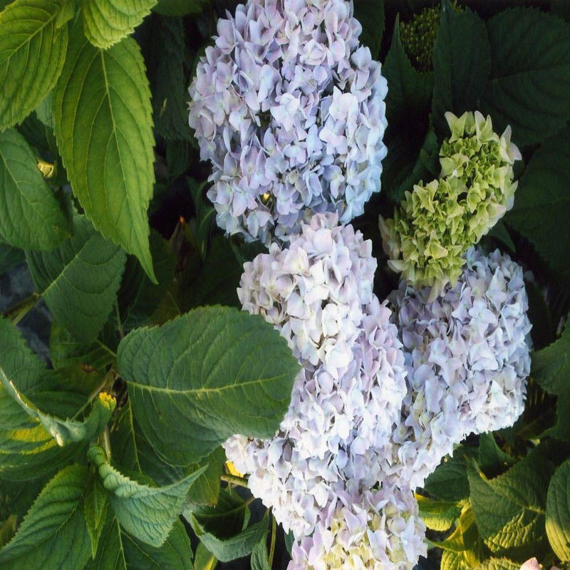 Hydrangea Nikko Blue Shrub (Blue Flowers) in 10 in. (3 Gal.) Grower Pot