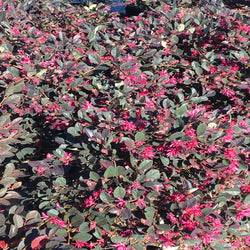 Loropetalum Ruby Daruma Compact Shrub (Pink Flowers) in a 10 in. (3 Gal.) Grower Pot