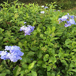 Plumbago Shrub (Blue Flowers) in a 10 in. (3 Gal.) Grower Pot