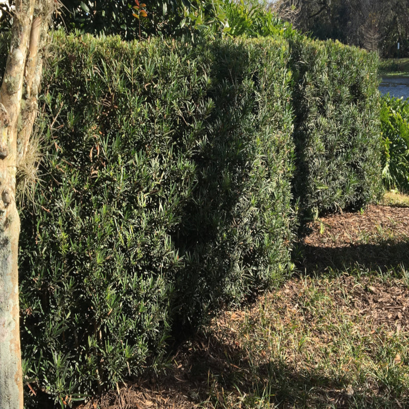 Podocarpus Yew Plum Pine Shrub in a 10 in. (3 Gal.) Grower Pot