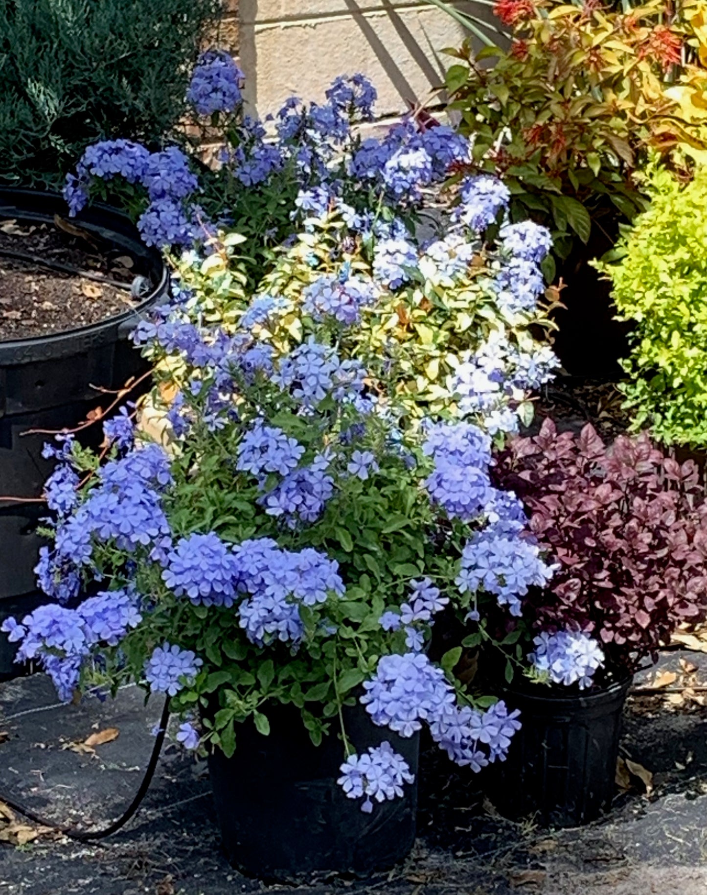 Plumbago Shrub (Blue Flowers) in a 10 in. (3 Gal.) Grower Pot