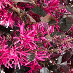 Loropetalum Ruby Daruma Compact Shrub (Pink Flowers) in a 10 in. (3 Gal.) Grower Pot