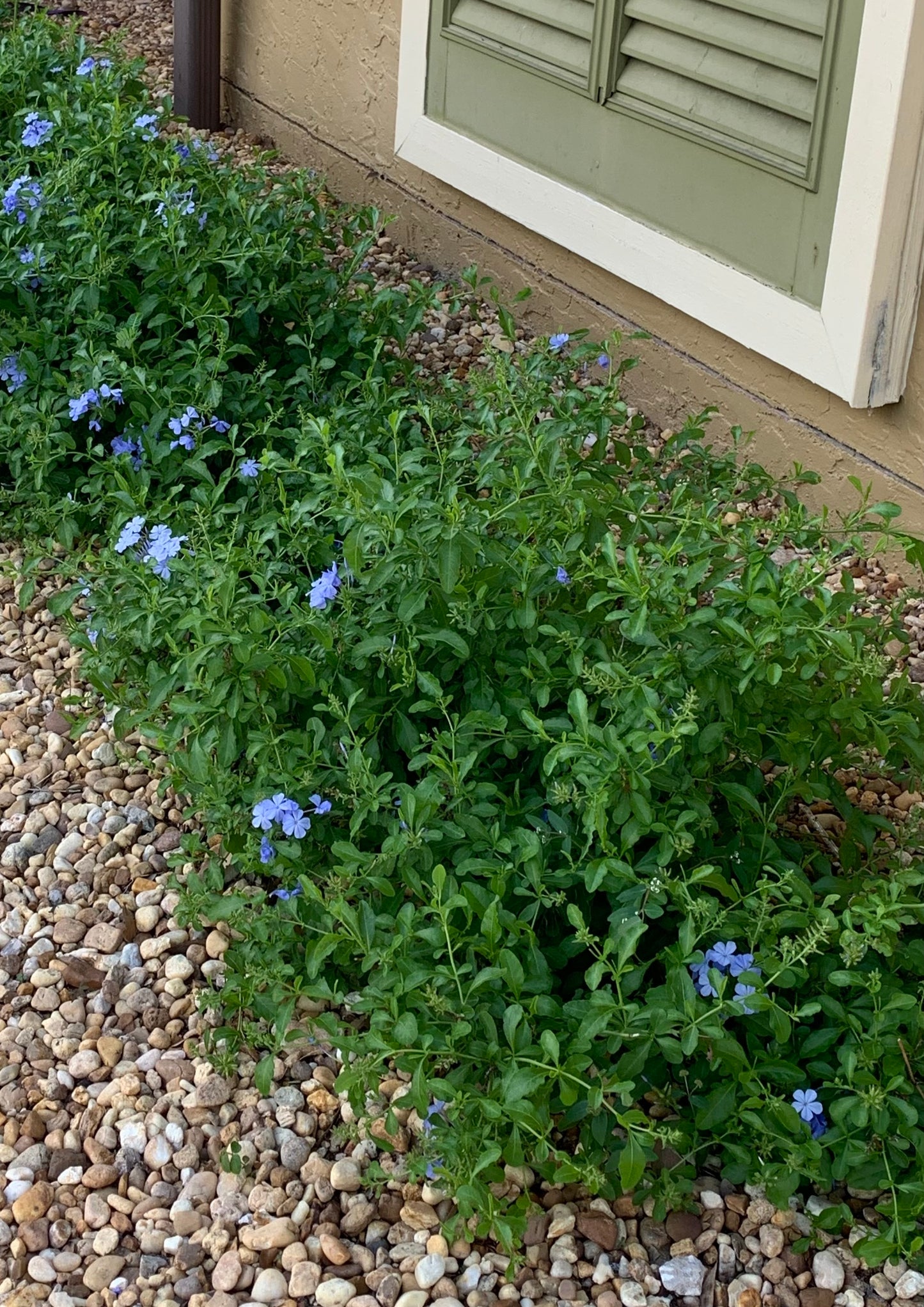 Plumbago Shrub (Blue Flowers) in a 10 in. (3 Gal.) Grower Pot