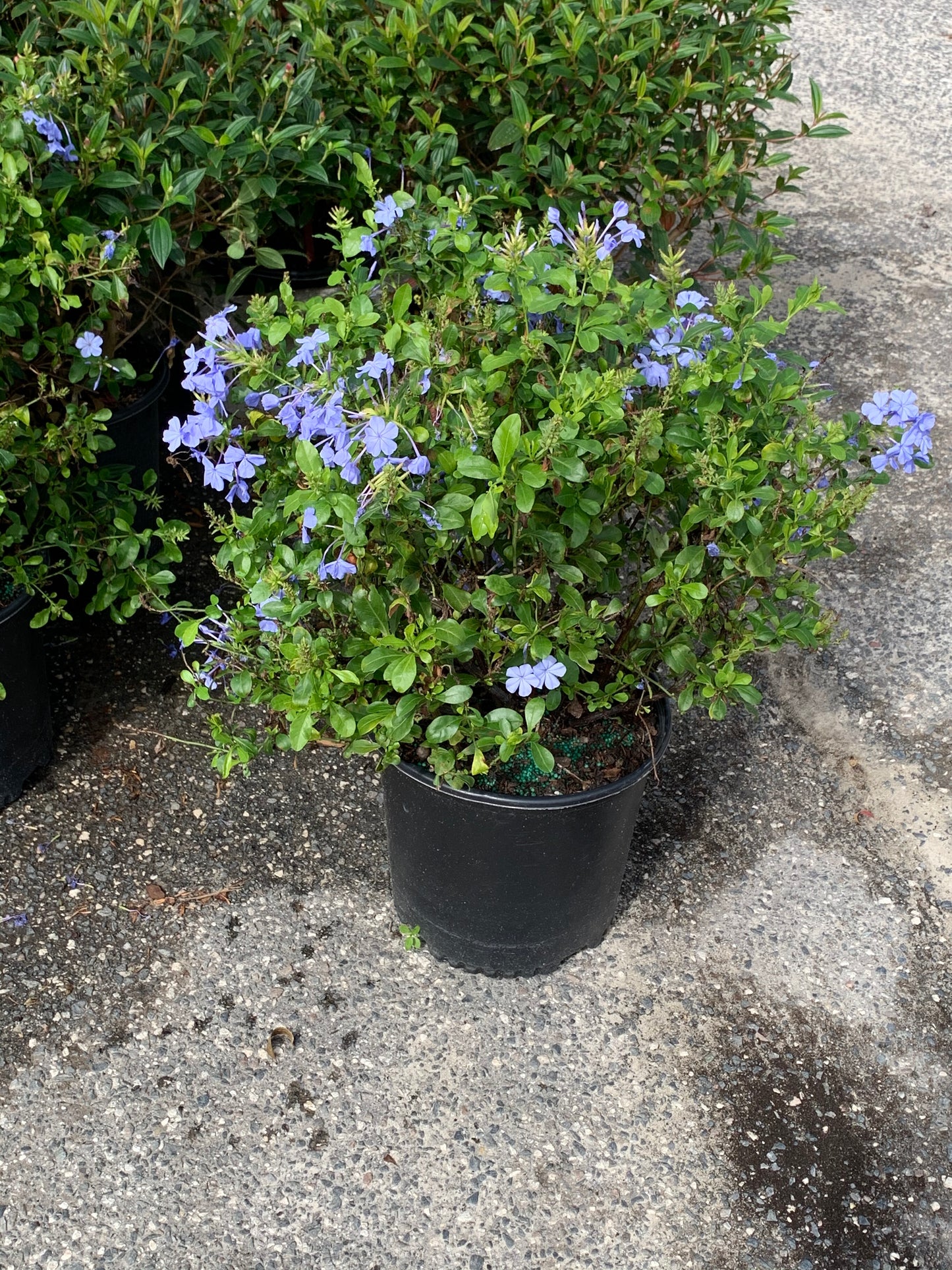 Plumbago Shrub (Blue Flowers) in a 10 in. (3 Gal.) Grower Pot