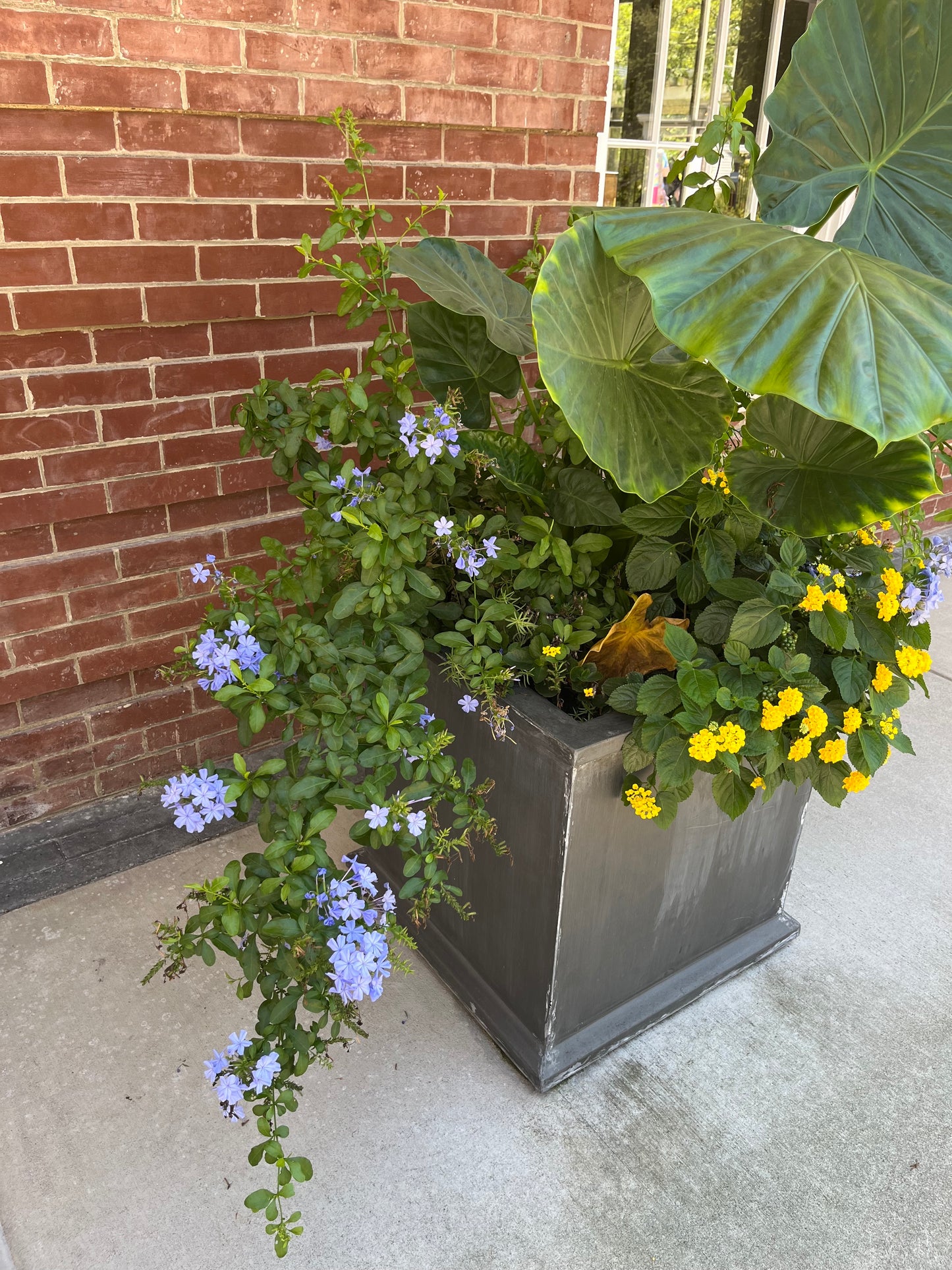 Plumbago Shrub (Blue Flowers) in a 10 in. (3 Gal.) Grower Pot