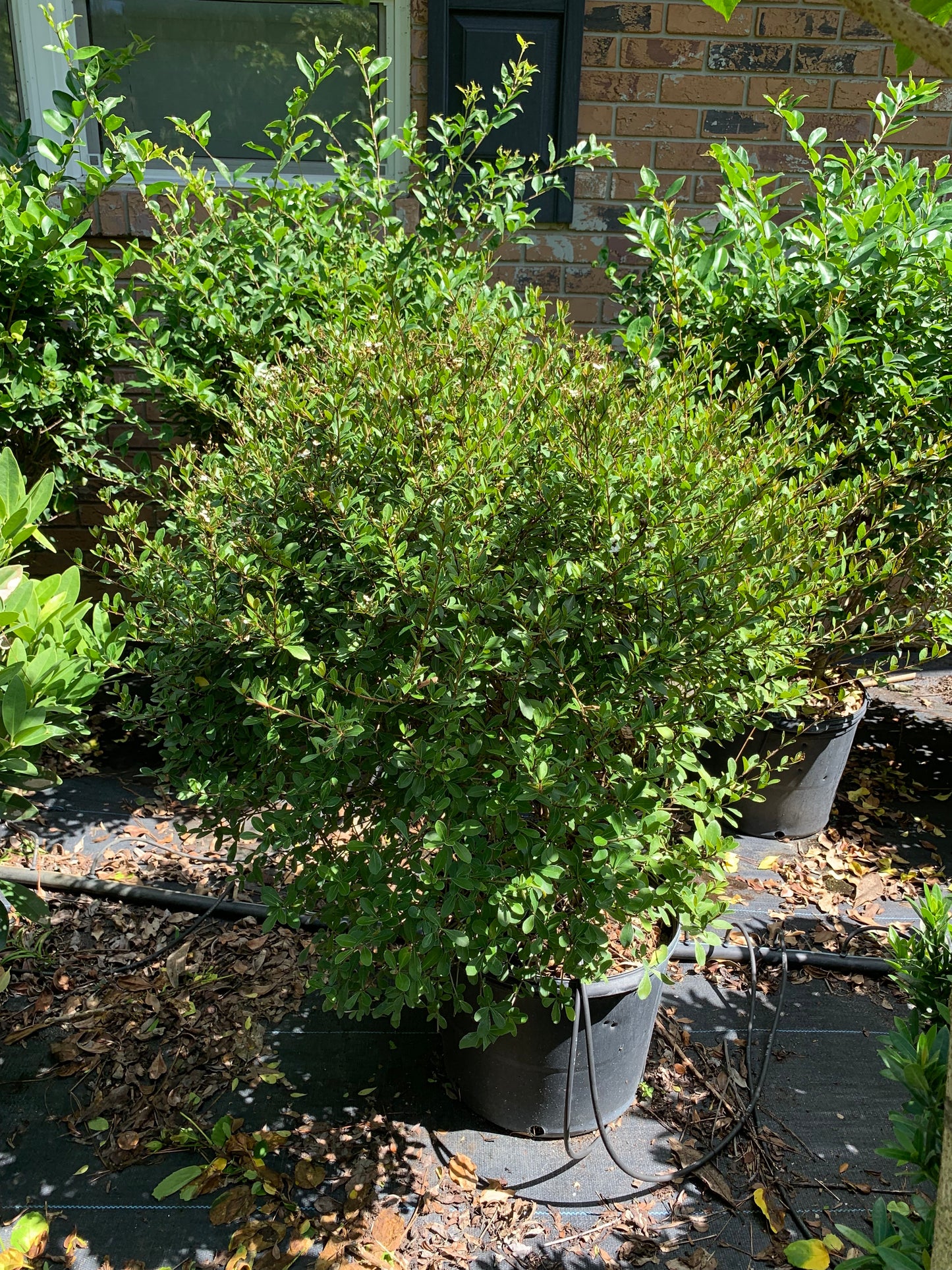 Viburnum Dwarf Mrs. Schiller's Delight Flowering Shrub (White Flowers) in 10 in. (3 Gal.) Grower Pot