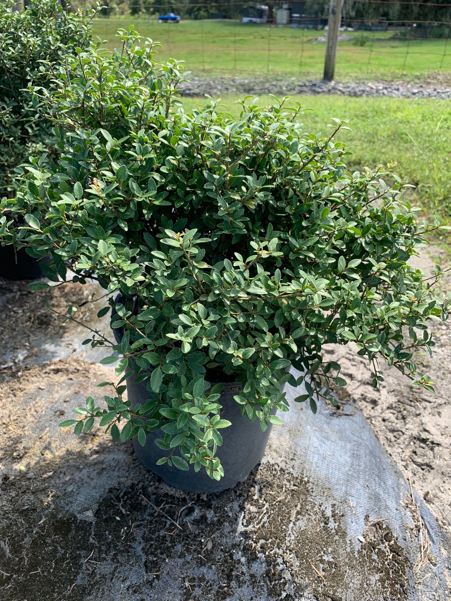 Ilex Yaupon Schillings Dwarf Holly Evergreen Shrub in 10 in. (3 Gal.) Grower Pot