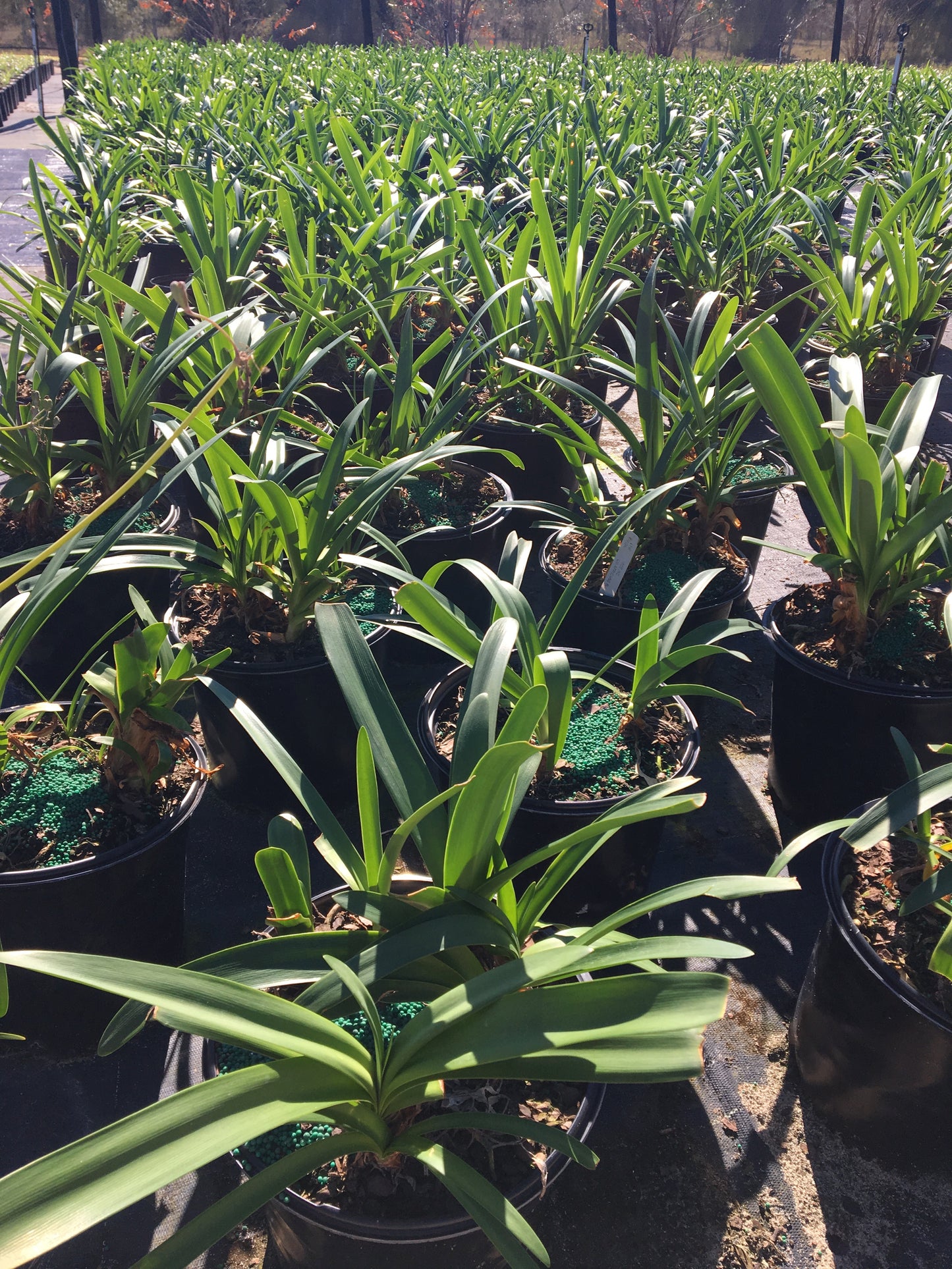 Agapanthus Blue Lily Of The Nile African Shrub (Blue Flowers) in a 10 in. (3 Gal.) Grower Pot